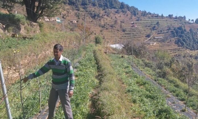 चोपडियालगांव के खुशीराम डबराल: पहाड़ की मिट्टी से आत्मनिर्भरता की मिसाल