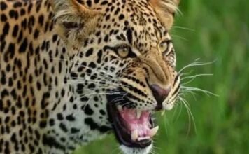 उत्तराखंड में गुलदार का कहर, घर से उठा ले गया मासूम; शव मिलने से मचा हड़कंप