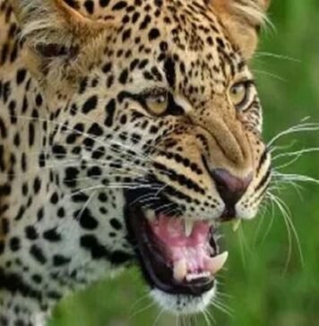 उत्तराखंड में गुलदार का कहर, घर से उठा ले गया मासूम; शव मिलने से मचा हड़कंप