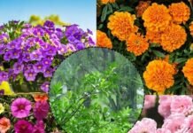 बालकनी हो या गार्डन, बारिश में लगाएं ये 5 आसान और खूबसूरत पौधे