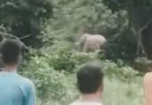 खौफनाक मंजर! हरिद्वार के जंगल में हाथी बना काल, वन गुर्जर की मौत