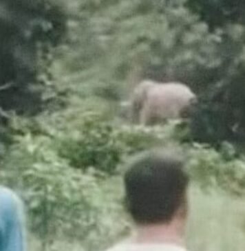 खौफनाक मंजर! हरिद्वार के जंगल में हाथी बना काल, वन गुर्जर की मौत